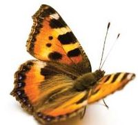 Apart-Hotel-LAS MARIPOSAS'